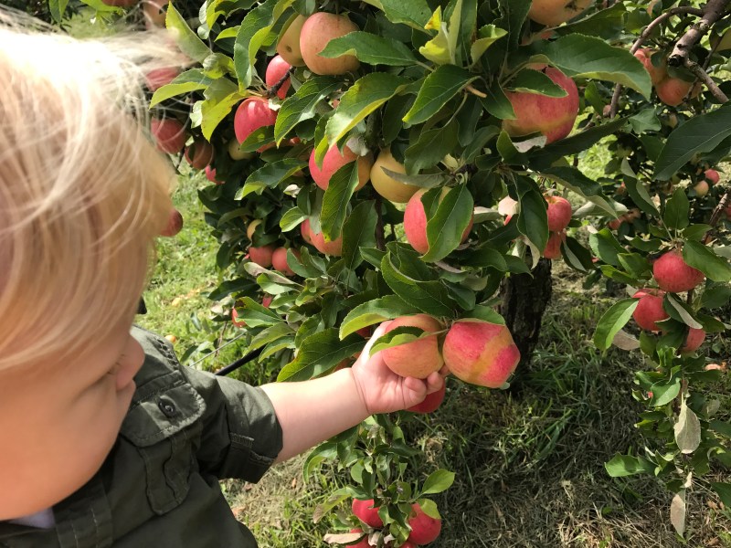 Royal Oak Farm Orchard Apple Picking
